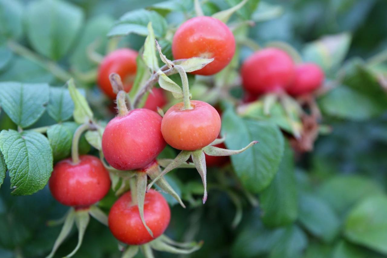 Natuurlijk Genieten Bemmel Exteriör bild